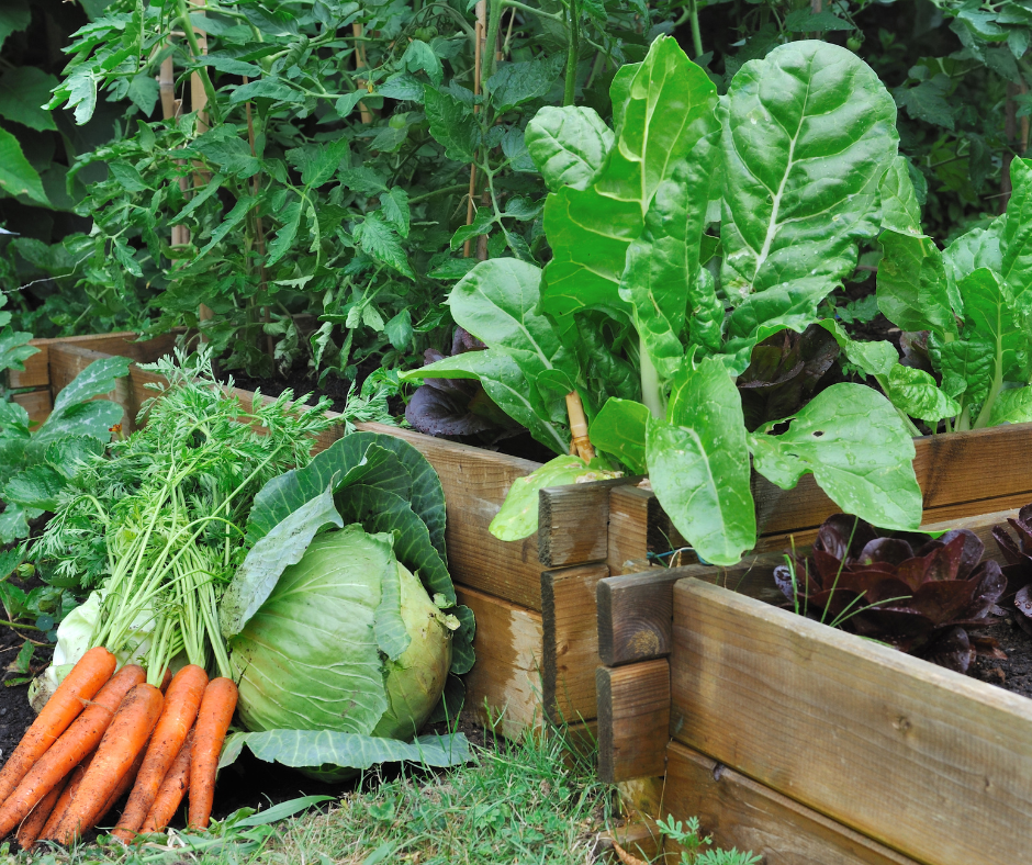 Produce from vegetable patch