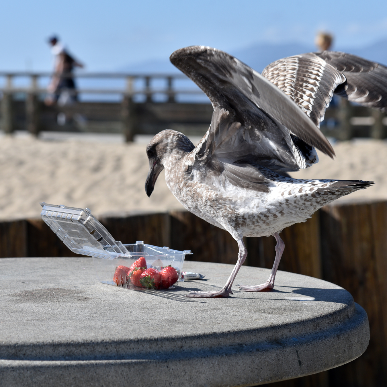 Seagull eating food