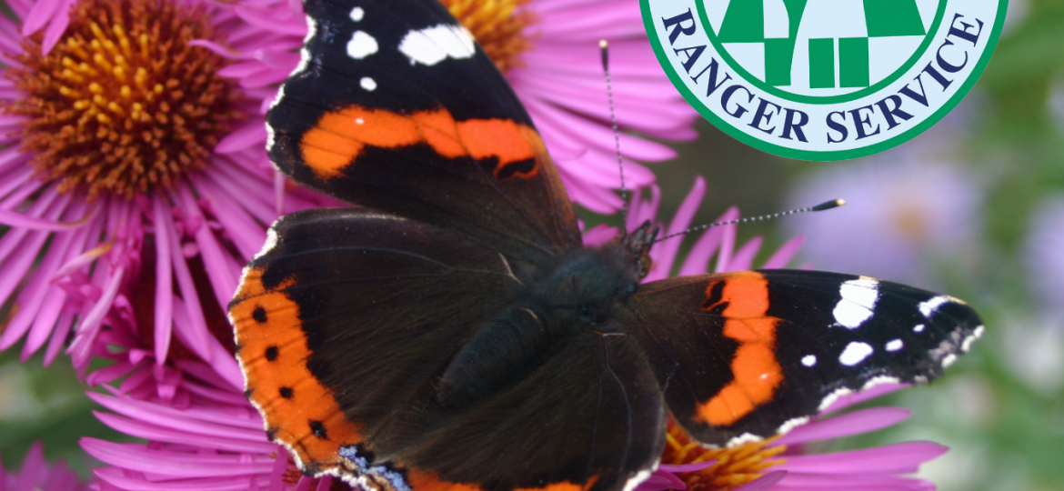 QR code for North Ayrshire Ranger Service butterfly transect session at Eglinton Country Park with close up of Red Admiral butterfly