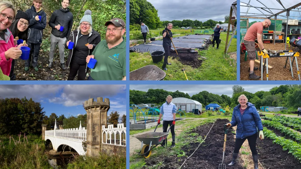 Photo collage of colleagues volunteering at Eglinton Country Park